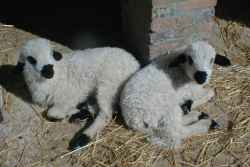 mouton